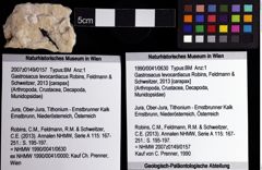 Foto (Objket + Etiketten) von Gastrosacus levocardiacus (Robins, Feldmann & Schweitzer, 2013) 